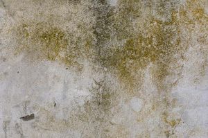 Pleśń w domu - jak sobie z nią radzić?