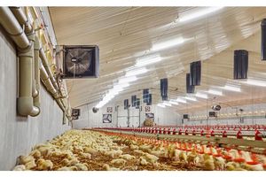 Jakie ogrzewanie do kurnika? 