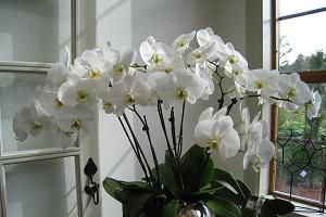 Domowy jonizator powietrza – alternatywa dla drogiego urządzenia