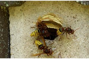 Osy i szerszenie w kominie wentylacyjnym