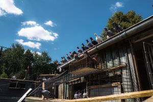 Wentylacja gołębnika - jak powinna wyglądać?