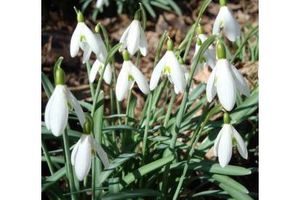 W nocy z niedzieli na poniedziałek początek astronomicznej wiosny