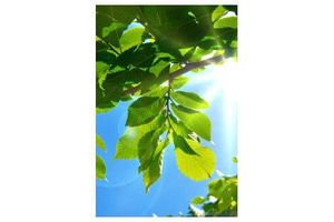 Chłodne domy dzięki naturze