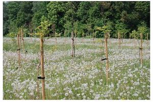 Prezent na Święta – Prezent  dla ziemi